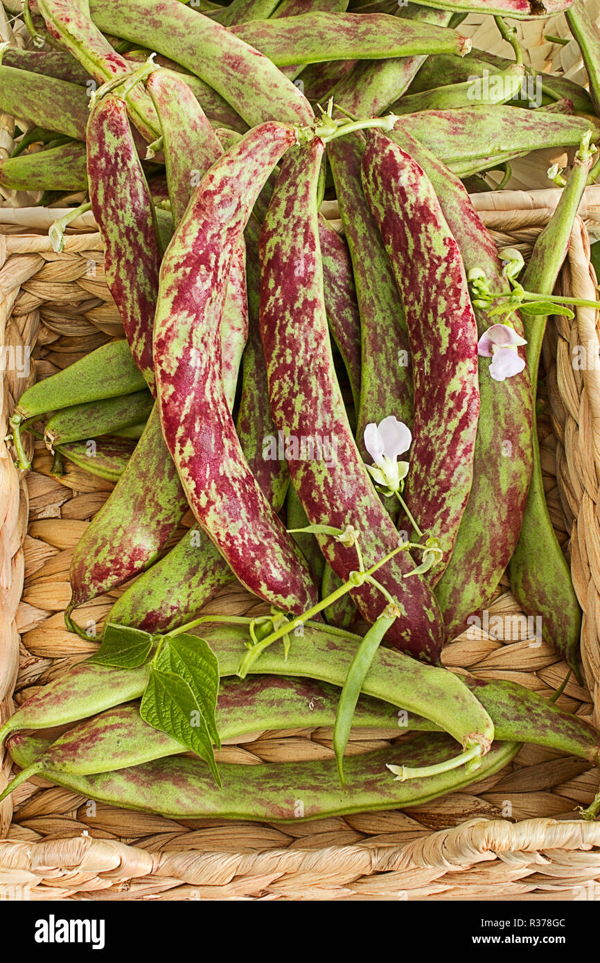 Common bean phaseolus vulgaris var nanus Fotos und Bildmaterial in