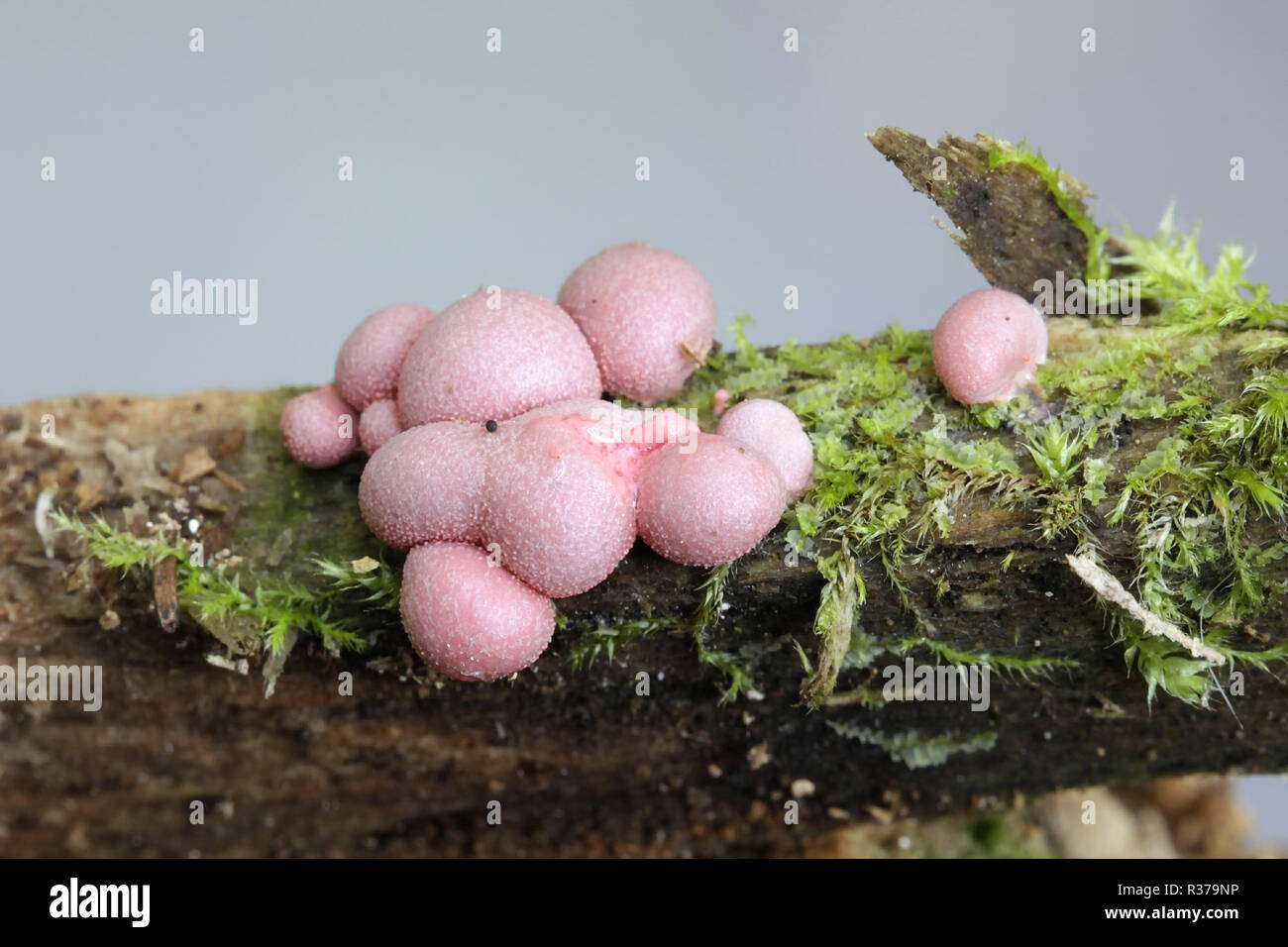 Wolf's Milch oder von gröning Schleim, Lycogala epidendrum Stockfoto