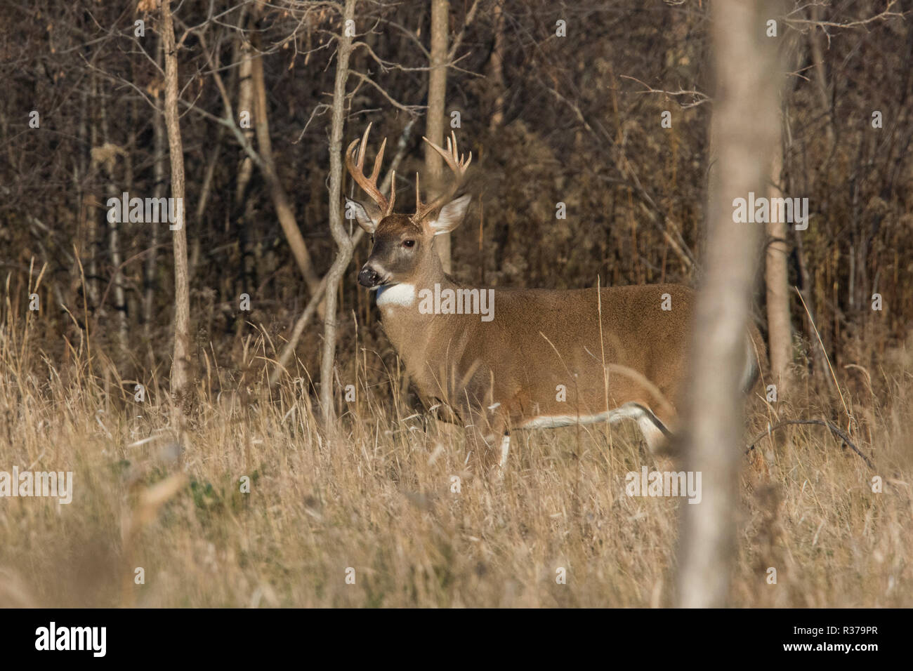 Hervorragende 12 Punkte whitetail Buck Stockfoto