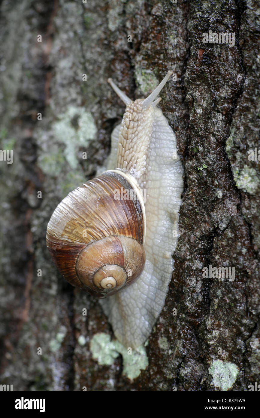 Roman oder Weinbergschnecken, essbare Escargot, Helix pomatia Stockfoto