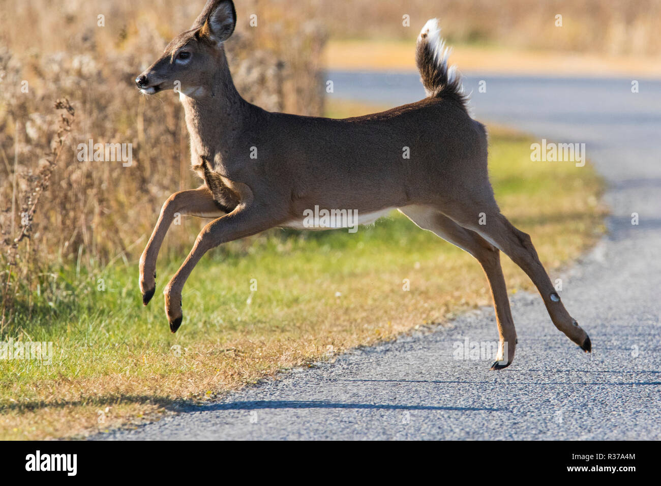 Whitetailed deer Überqueren der Straße Stockfoto