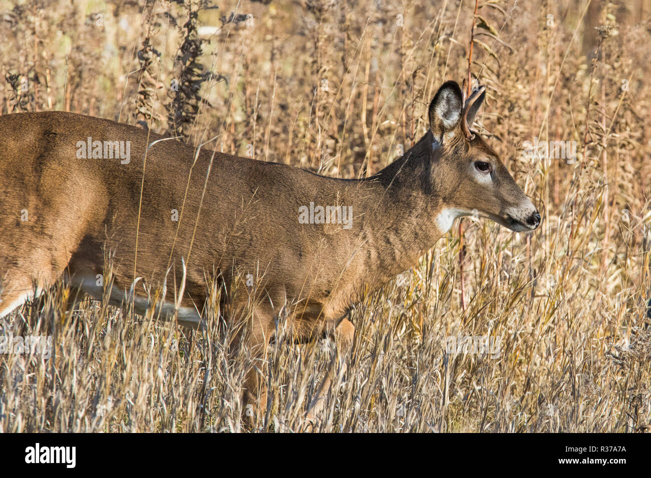 Whitetailed deer Überqueren der Straße Stockfoto