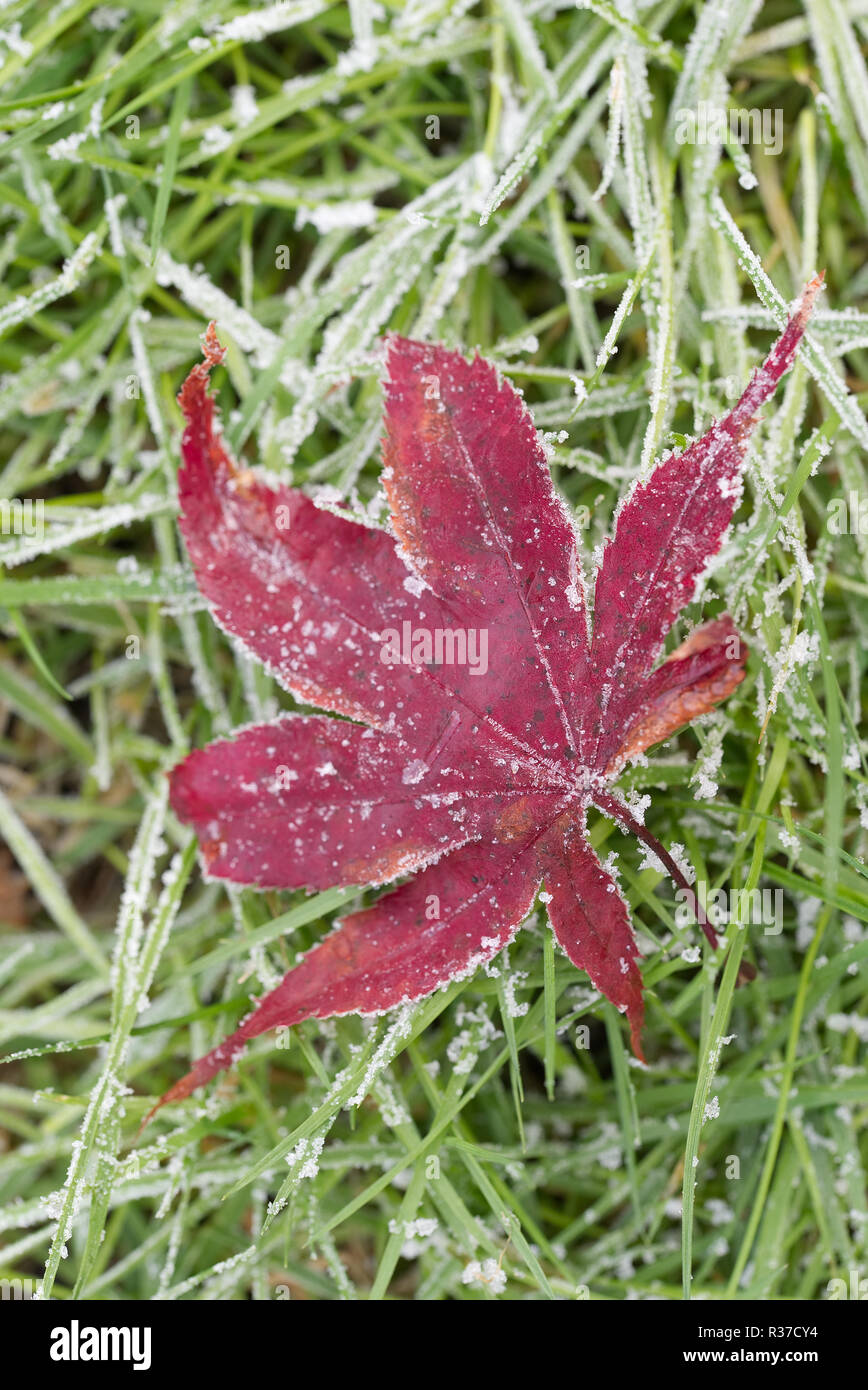 Frost bedeckt Herbst Blatt auf frosty Green Grass gefallen Stockfoto