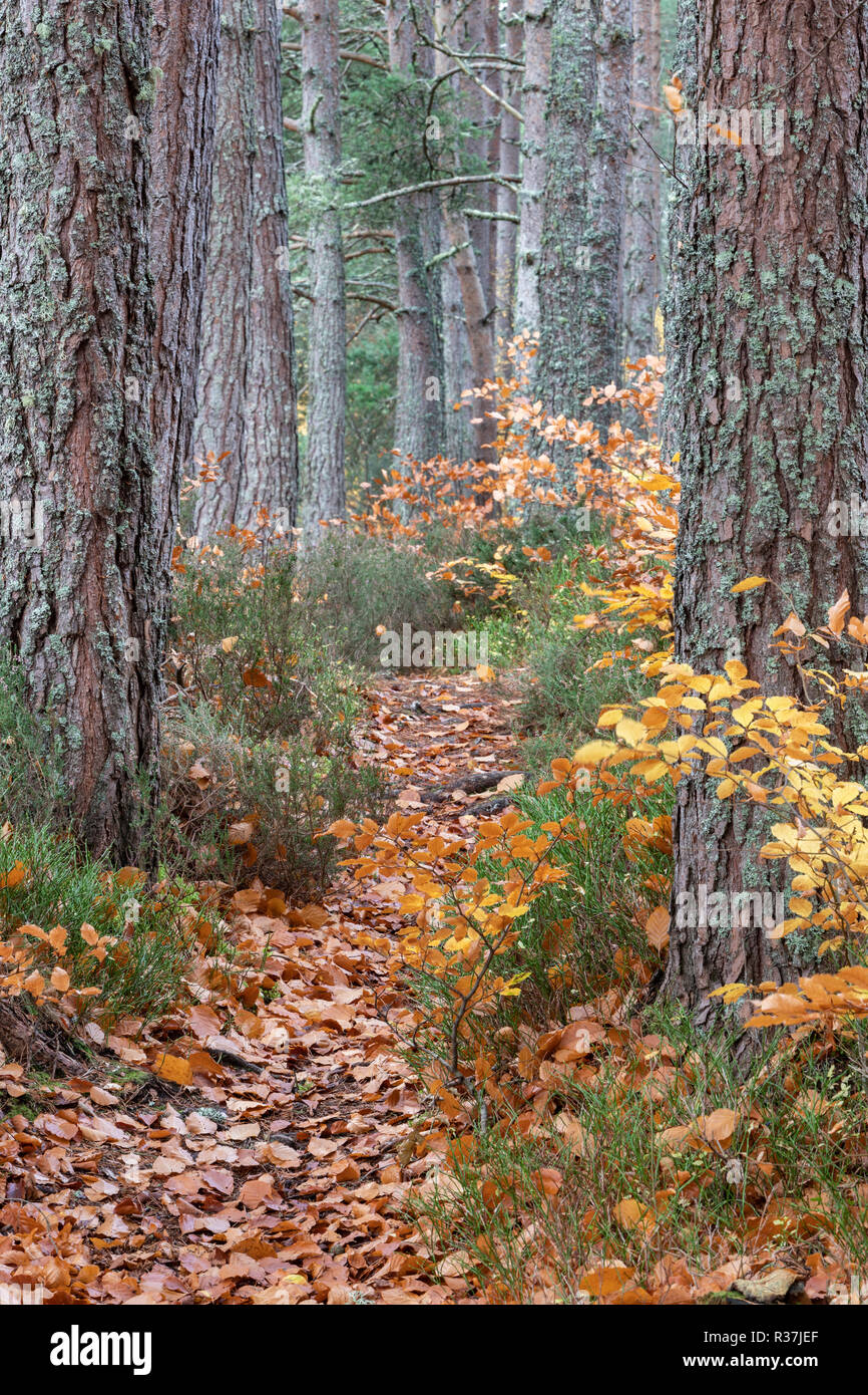 Torbreck Wald im Herbst in den Highlands von Schottland. Stockfoto