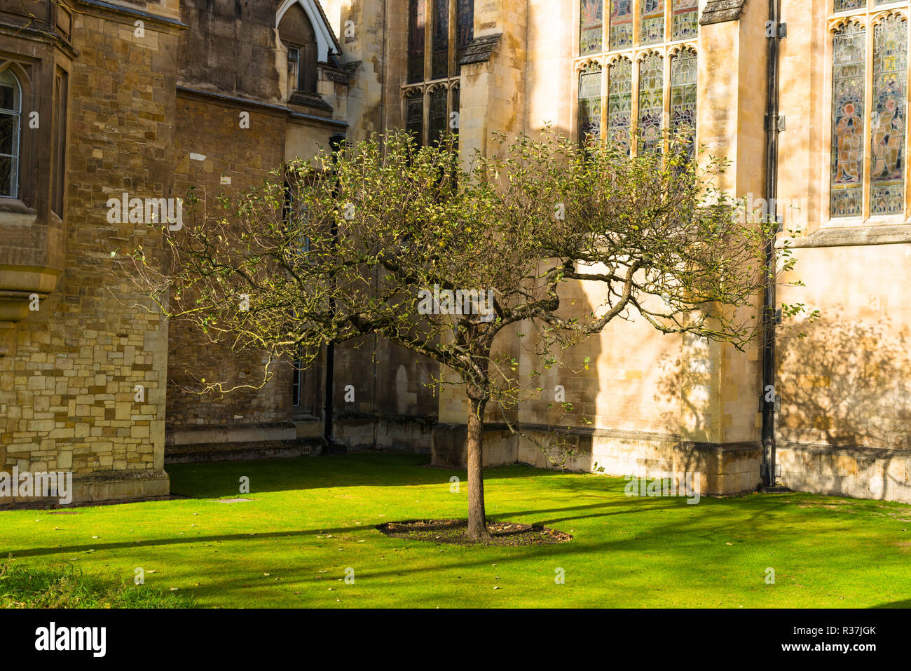 Isaac Newton Apple Tree unter alten Sandsteinmauern des Trinity College, Universität Cambridge Gebäude. UK. Stockfoto