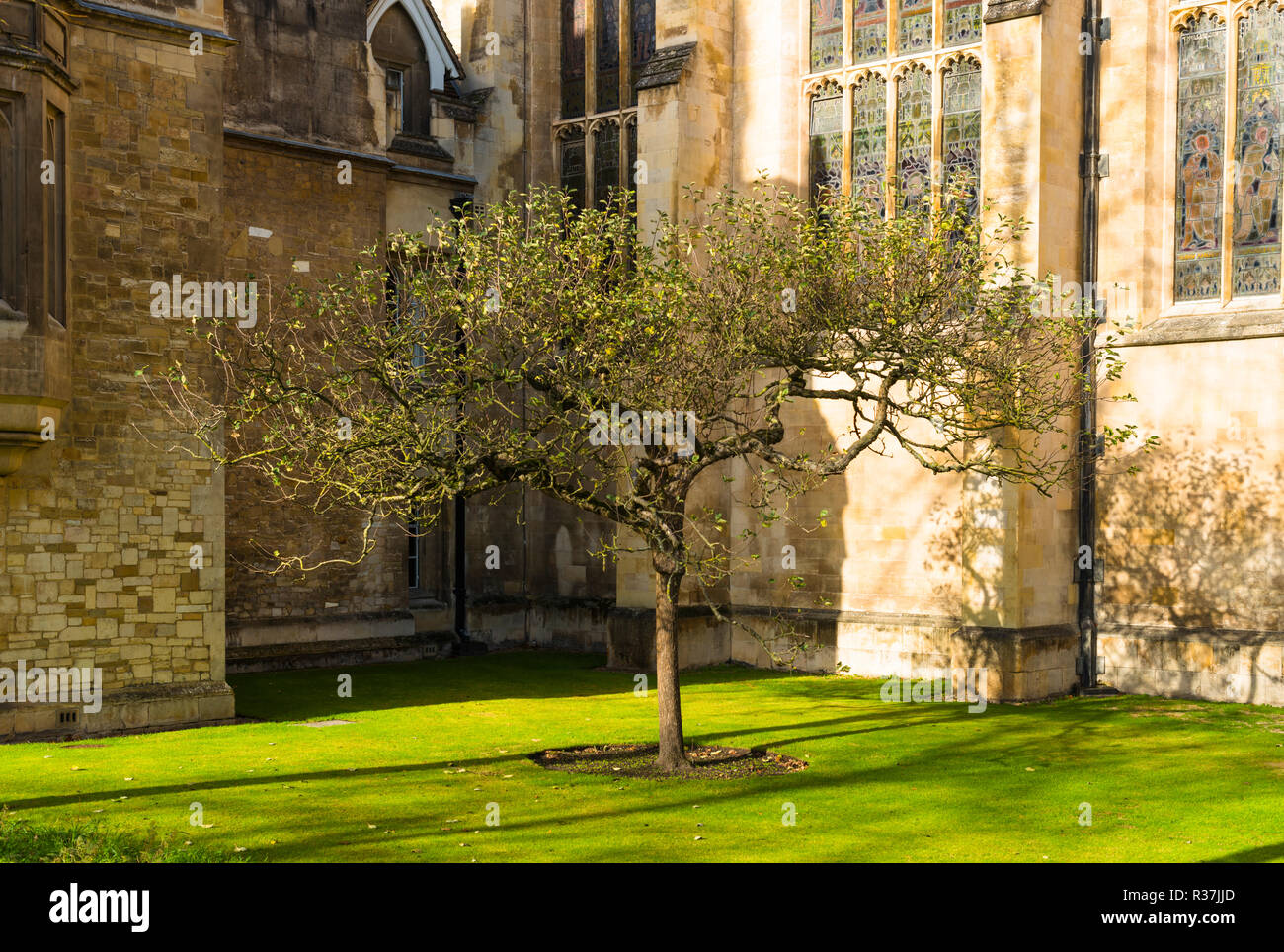 Isaac Newton Apple Tree unter alten Sandsteinmauern des Trinity College, Universität Cambridge Gebäude. UK. Stockfoto