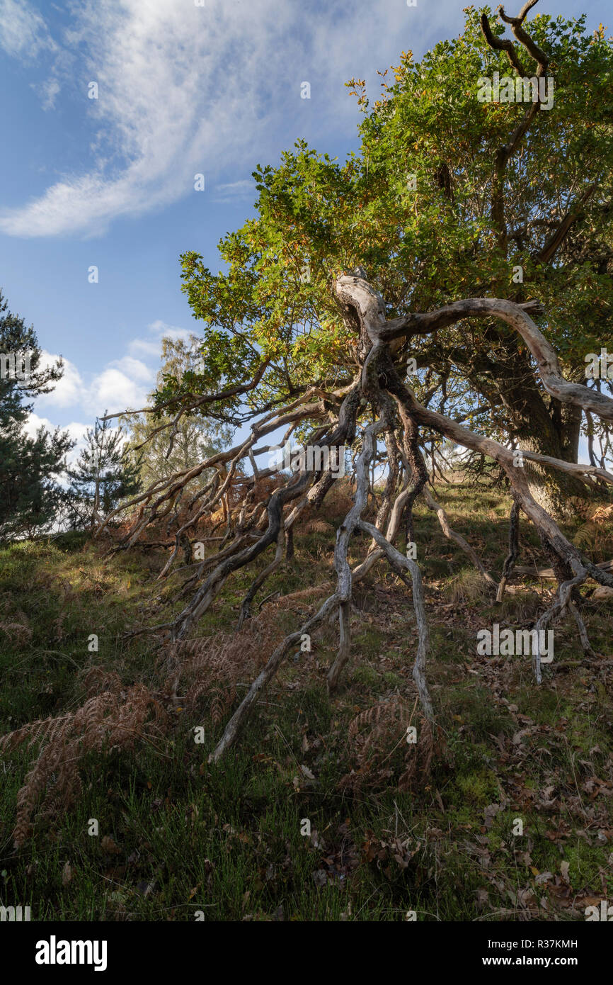 Twisted Eiche Zweige und Wurzeln in den Highlands von Schottland. Stockfoto