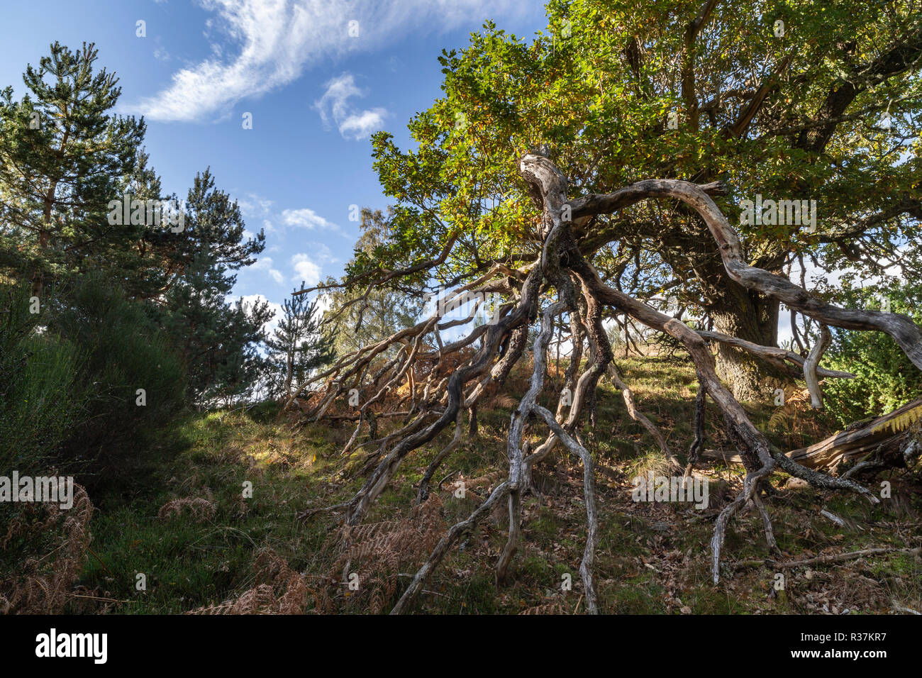 Twisted Eiche Zweige und Wurzeln in den Highlands von Schottland. Stockfoto