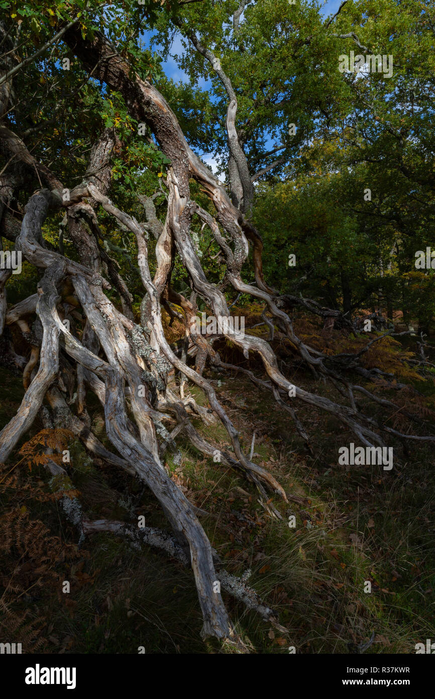 Twisted Eiche Zweige und Wurzeln in den Highlands von Schottland. Stockfoto