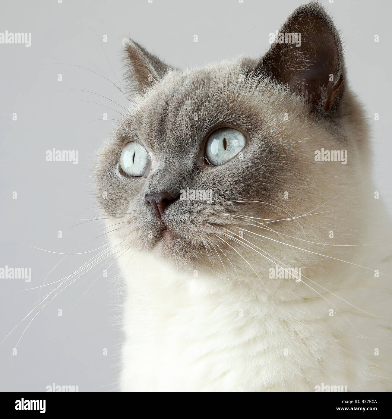 Britisch Kurzhaar Colourpoint Katze lila für Erwachsene Stockfoto