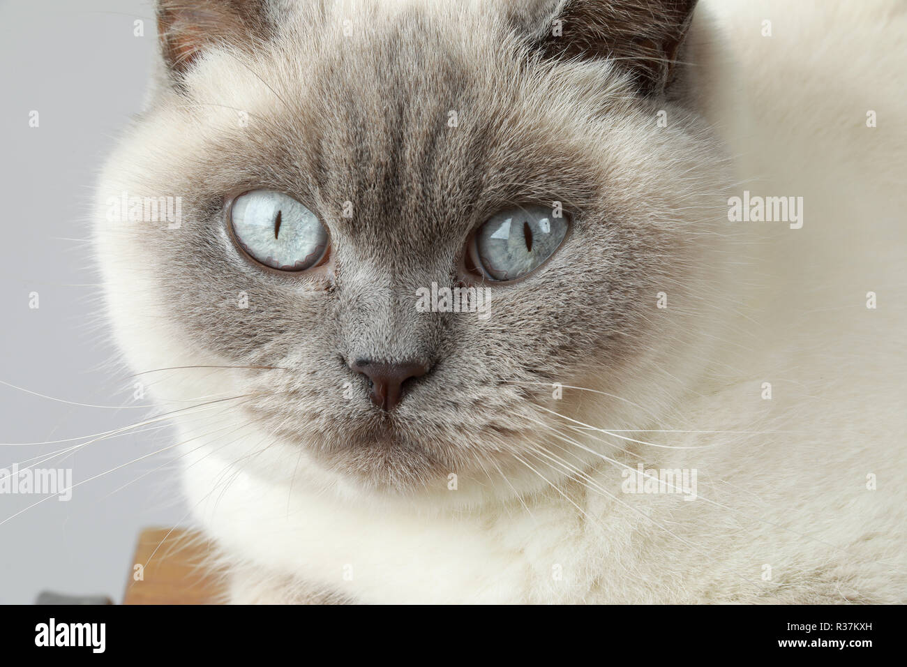 Britisch Kurzhaar Colourpoint Katze lila für Erwachsene Stockfoto