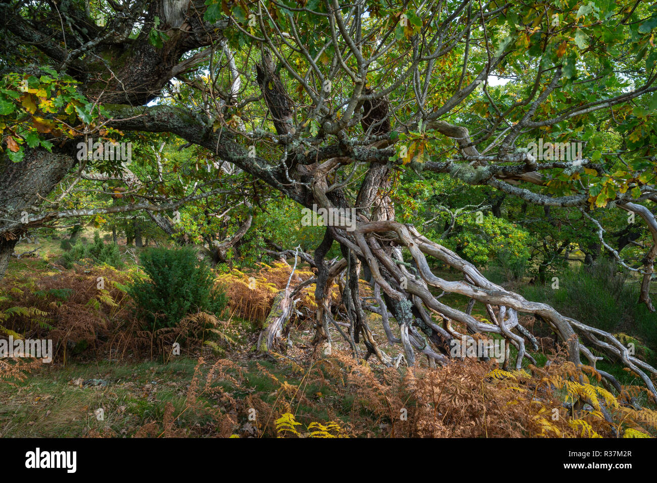 Twisted Eiche Zweige und Wurzeln in den Highlands von Schottland. Stockfoto