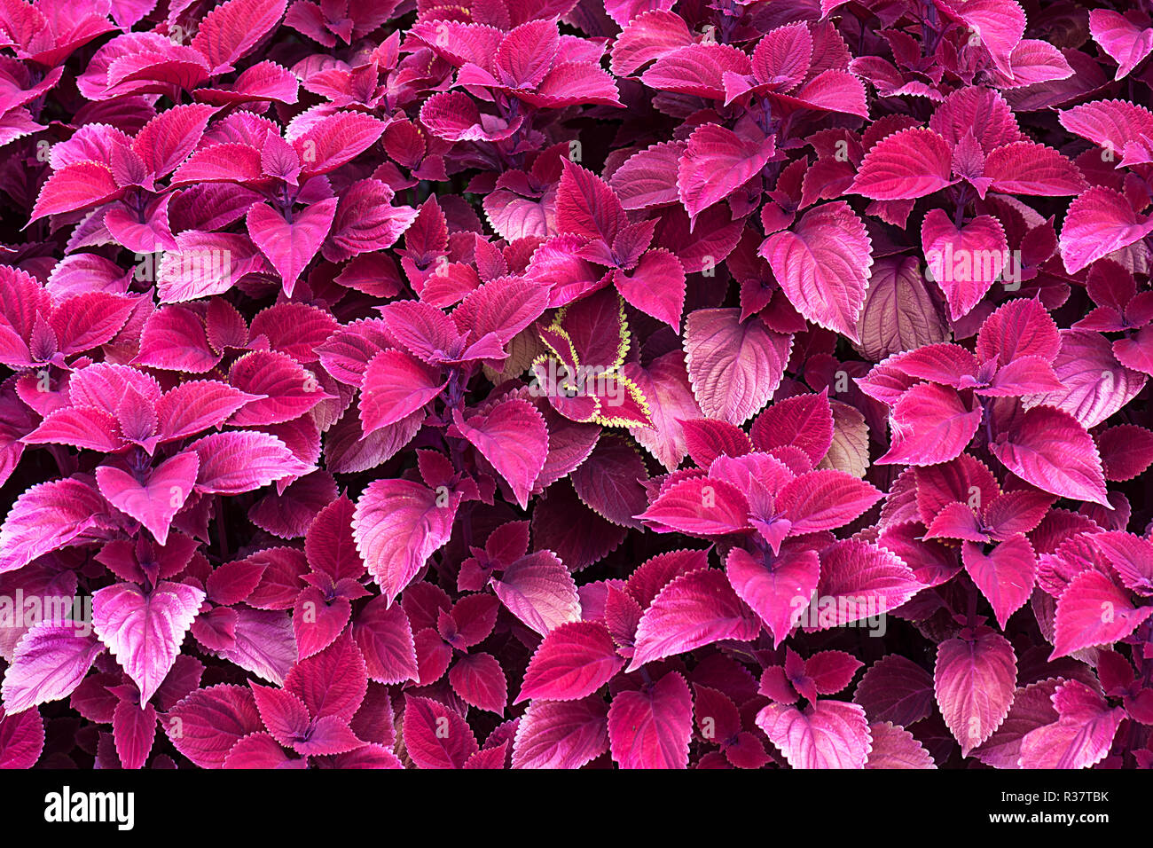 Coleus Nettle (Solenostemon scutellarioides), volles Format, Deutschland Stockfoto