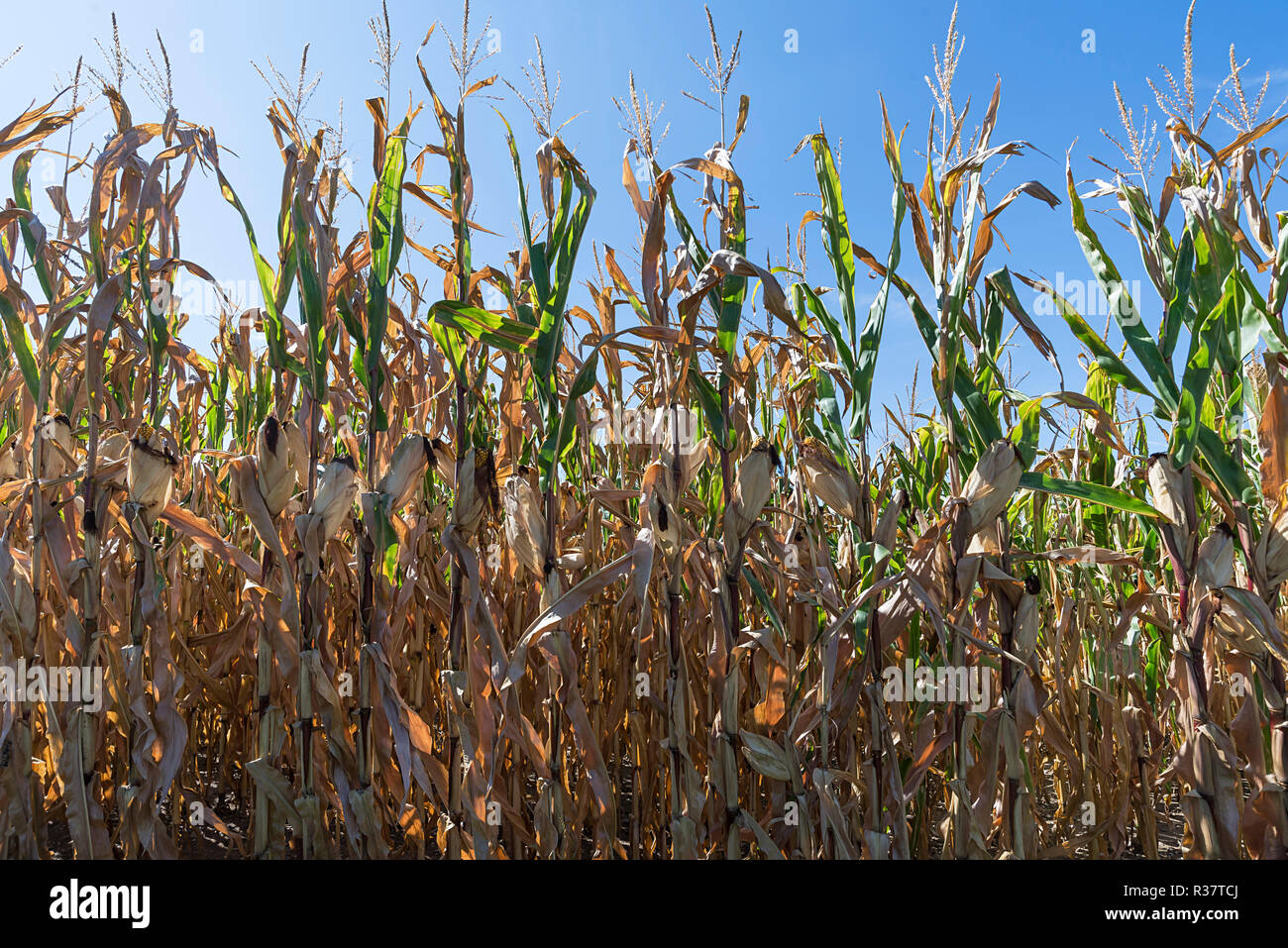 Getrockneter Mais (Zea mays), blauer Himmel, Baden-Württemberg, Deutschland Stockfoto