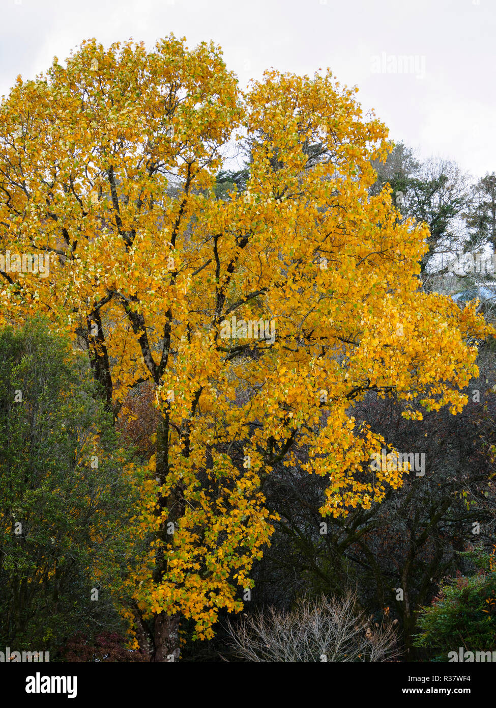 Gelb Herbst Laub der Laubbäume Tulpenbaum Liriodendron tulipifera, Stockfoto