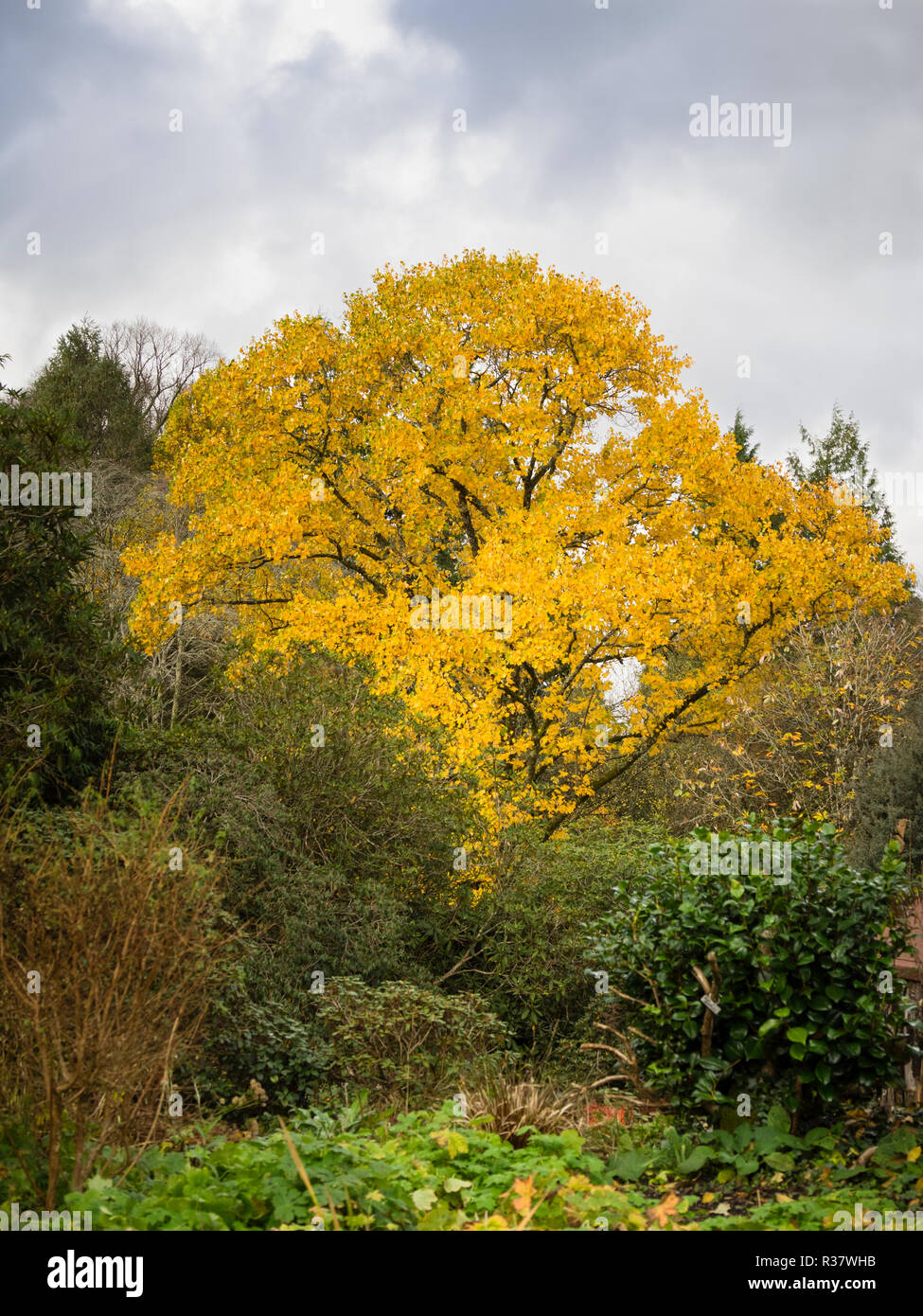 Gelb Herbst Laub der Laubbäume Tulpenbaum Liriodendron tulipifera, Stockfoto
