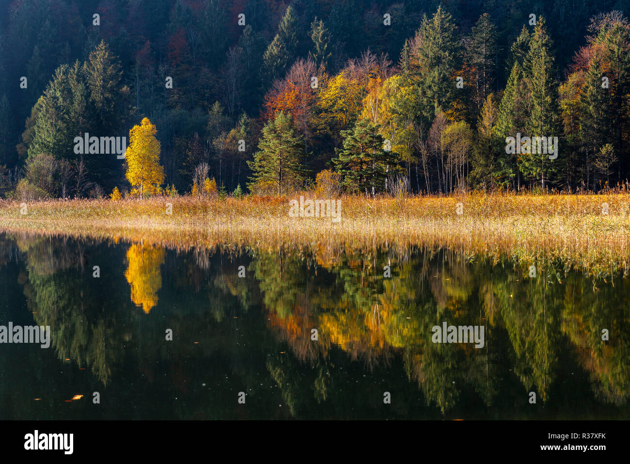 Wasser spiegeln, Bäume im Herbst am Lake Schwansee, Füssen, Ostallgäu, Bayern, Deutschland Stockfoto