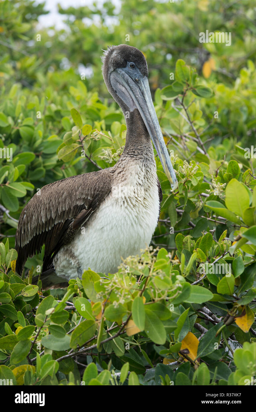 Galápagos Brown pelican (Pelicanus Occidentalis urinator) sitzen im Baum, Santa Cruz Island, Galapagos, Ecuador Stockfoto