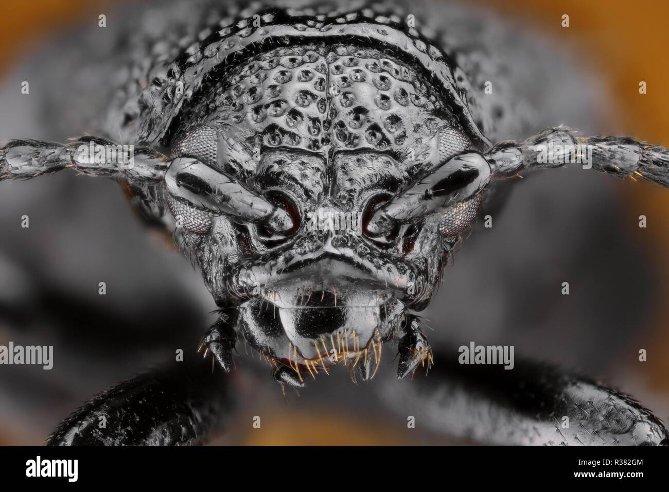 Extrem scharfe und detaillierte Studie über ein Insekt Kopf mit einem Makroobjektiv aus vielen Bildern in eine sehr scharfe Foto gestapelt. Stockfoto