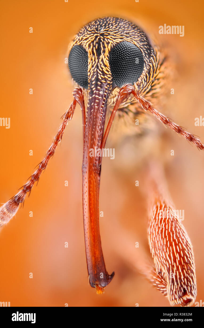 Extrem scharfe und detaillierte Foto von einem kleinen Rüsselkäfer. Das Bild wird von vielen Schüsse, die in einem scharfen Bild gestapelt. Stockfoto