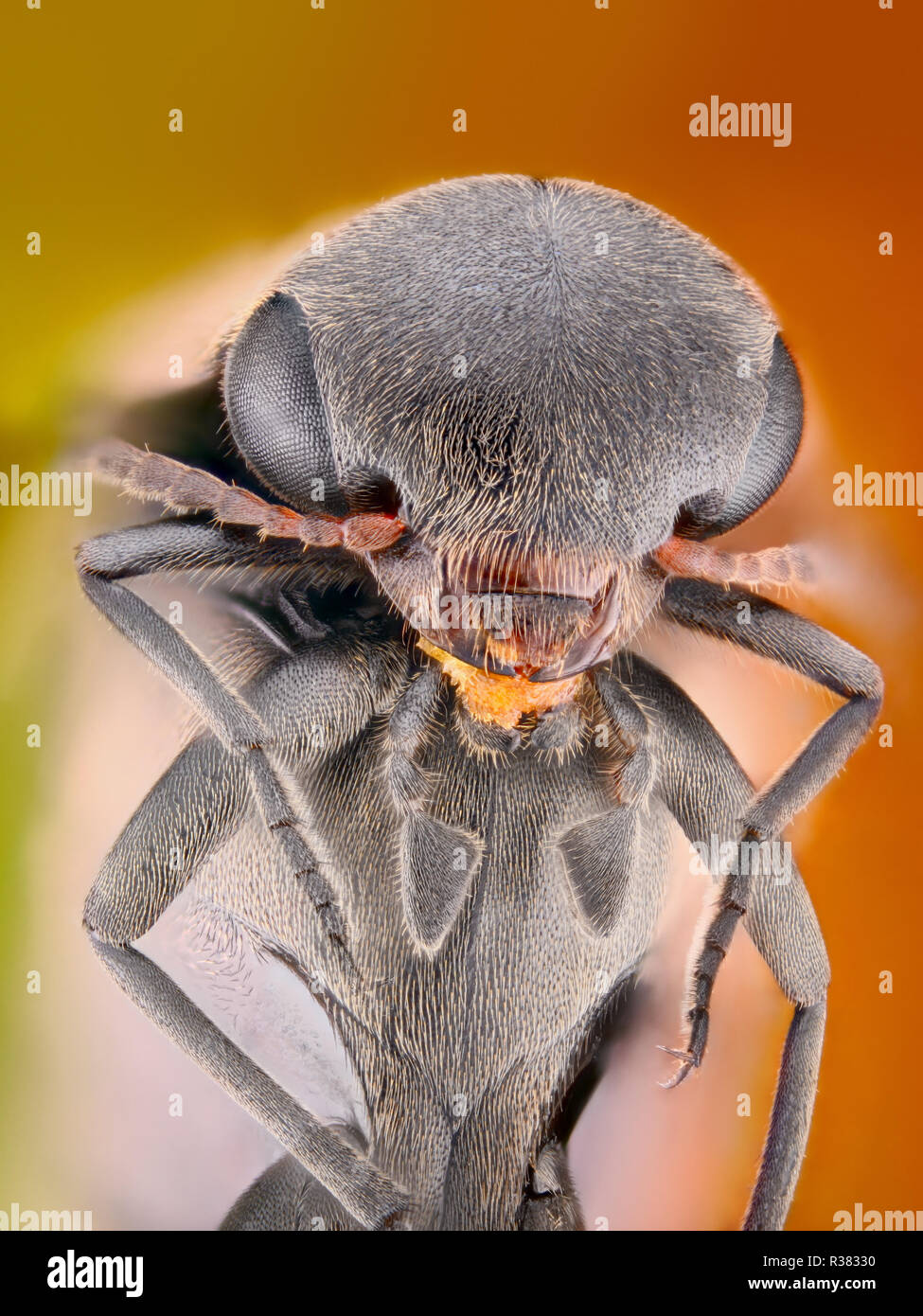 Extrem scharfe und detaillierte Studie über ein Insekt mit einem Mikroskop Ziel genommen. Das Bild wird von vielen Schüsse in die ein scharfes Bild gestapelt. Stockfoto