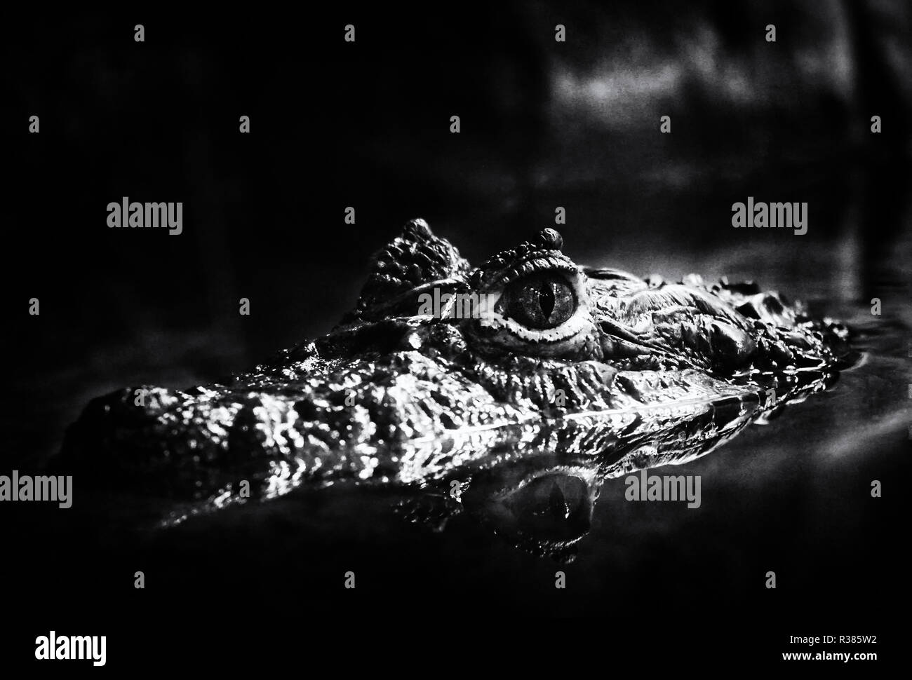 Caiman latirostris Stockfoto