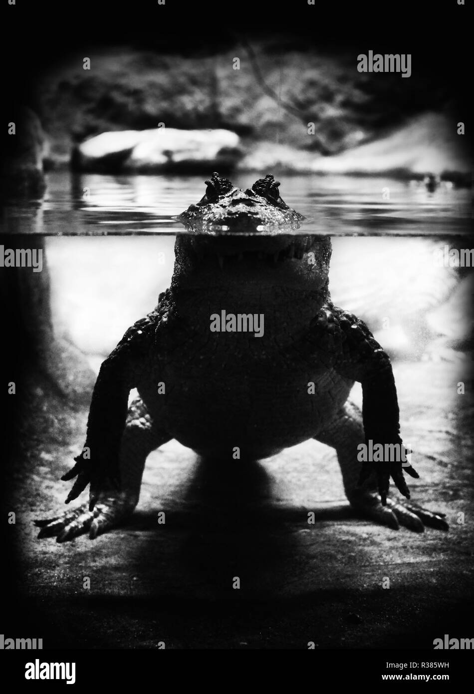 Breit-snouted Kaiman Stockfoto