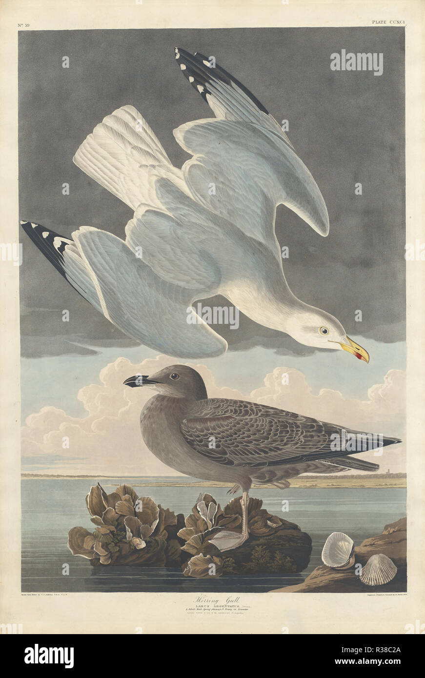 Silbermöwe. Stand: 1836. Abmessungen: Platte: 97,2 x 66 cm (38 1/4 in. x 26 in.) Blatt: 101,6 x 68,3 cm (40 x 26 7/8 in.). Medium: Handcolorierte Kupferstich und Aquatinta auf Whatman paperr webten. Museum: Nationalgalerie, Washington DC. Autor: Robert Havell nach John James Audubon. AUDUBON, John James. Stockfoto