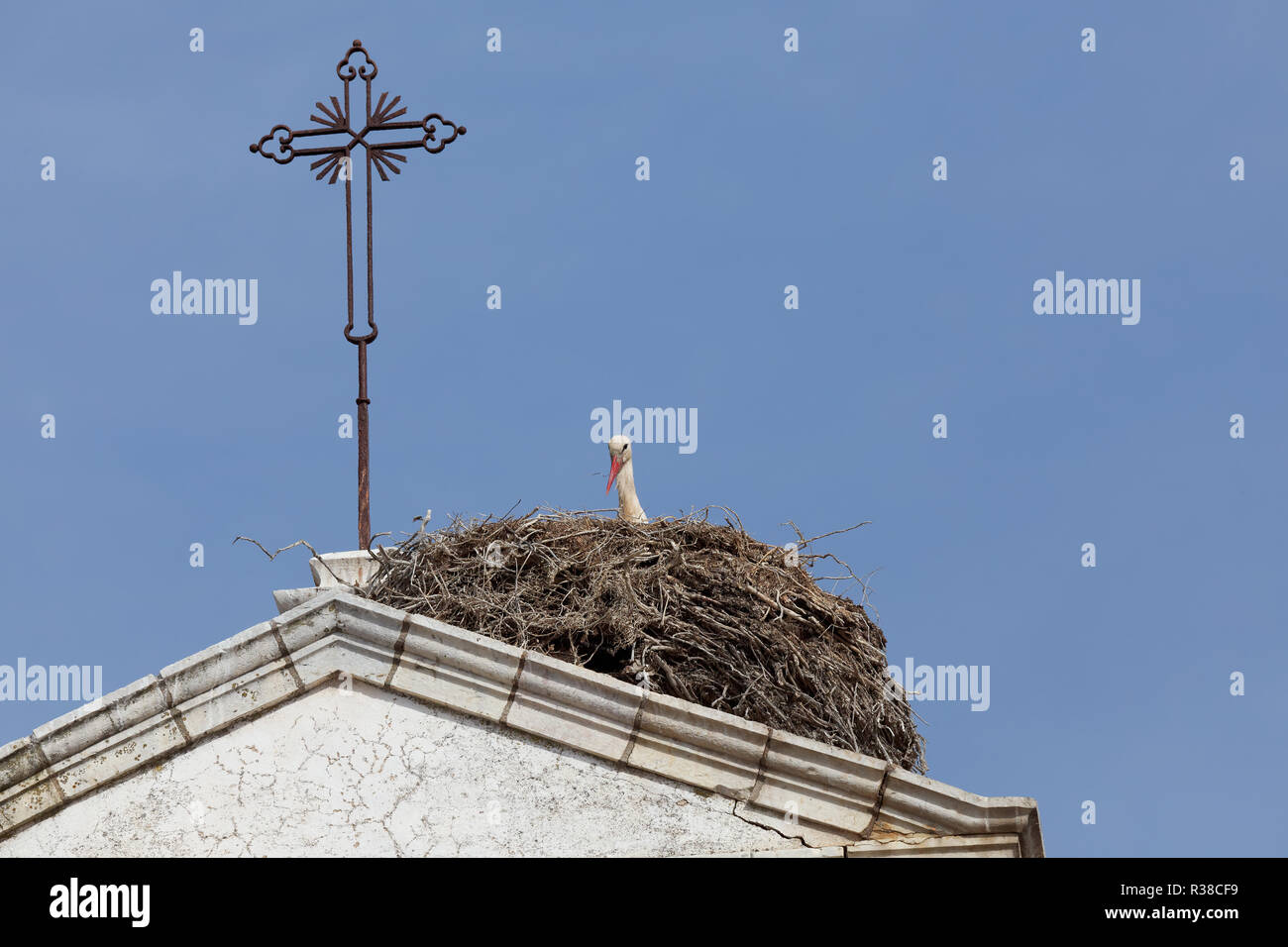 Stork in Faro. Stockfoto