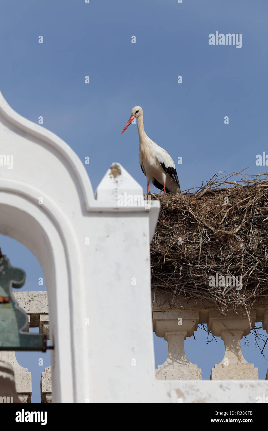 Stork in Faro. Stockfoto