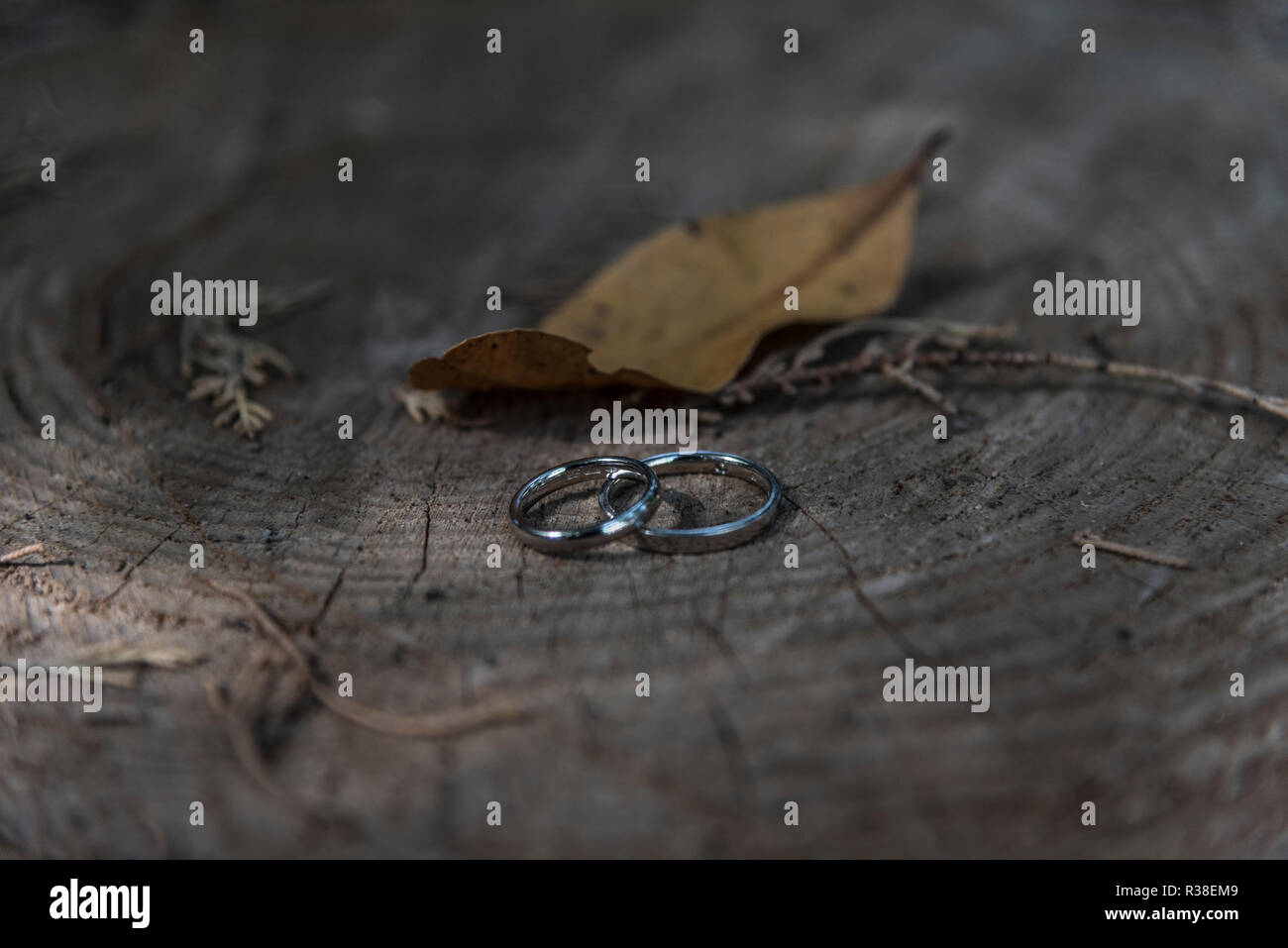 Nahaufnahme von Trauringe auf Baumstumpf Stockfoto