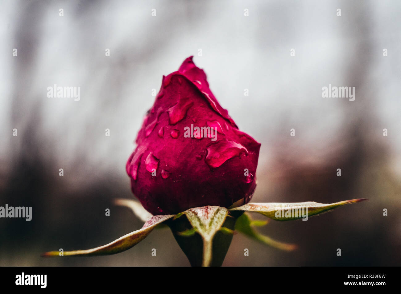 In den kalten Regen von November Rosebud Stockfoto