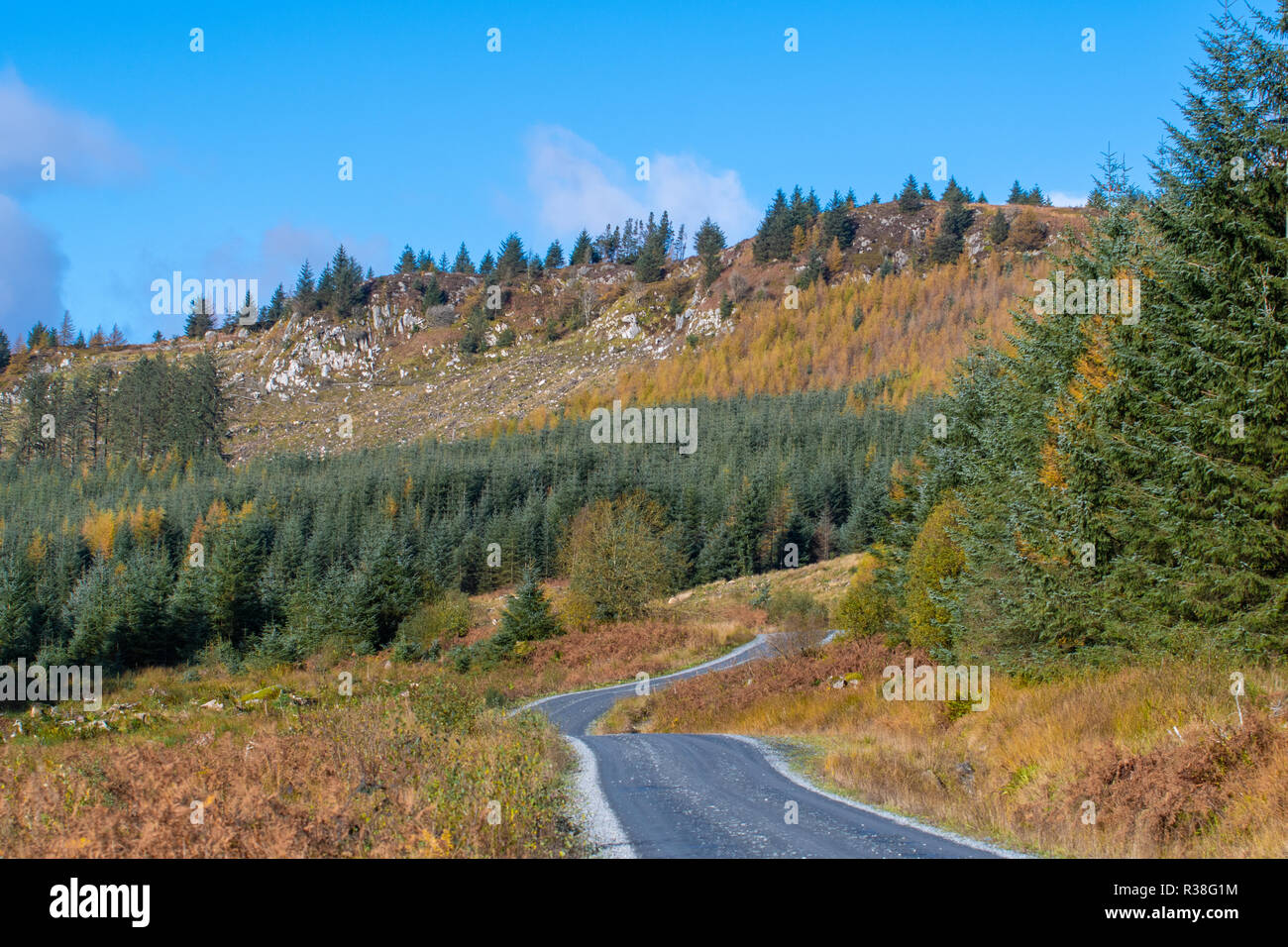 Blick entlang der Räuber Straße in der Galloway Forest Park während der Herbstsaison. Stockfoto