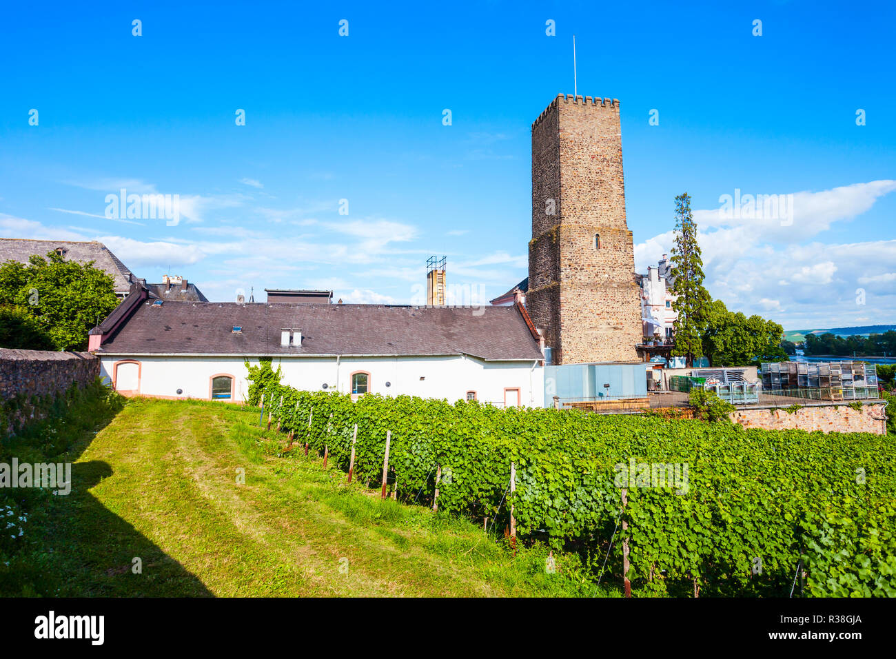 Weinkeller und Weinberge in Rüdesheim am Rhein, Stadt am Rhein, Deutschland Stockfoto