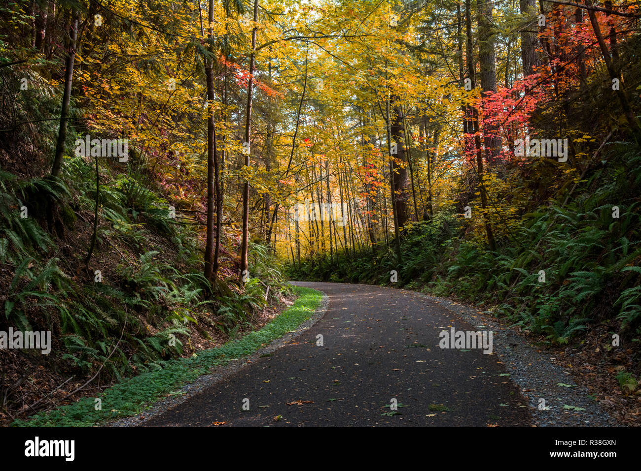 Radweg und Fußweg in den Wäldern auf sonnigen Herbst Tag Stockfoto