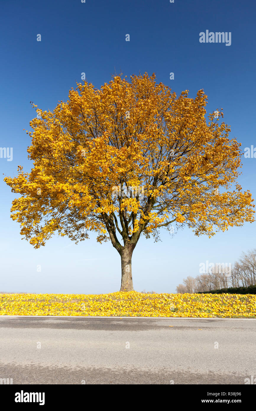 Ahornbaum im Herbst Stockfoto