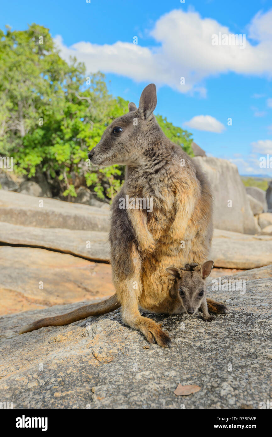 Gefährdete Mareeba schmucklose Rock Wallaby mit Joey in ihrer Tasche (Petrogale inornata, Mareeba Rennen), Granite Gorge Nature Park, in den Atherton Tablelands, F Stockfoto