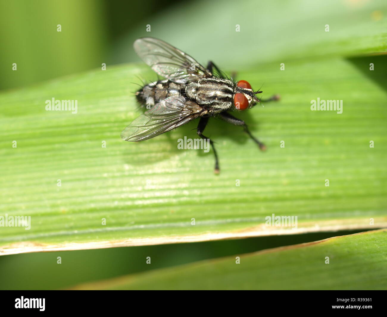 Graues Fleisch fliegen Stockfoto