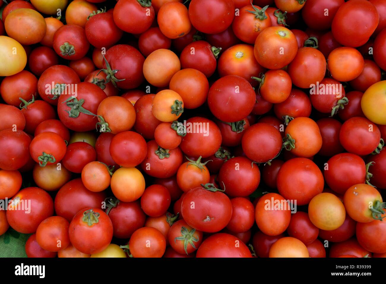 Frisch geerntete rote reife Tomaten in einen Bauernmarkt in Jaipur, Rajasthan, Indien produzieren. Stockfoto