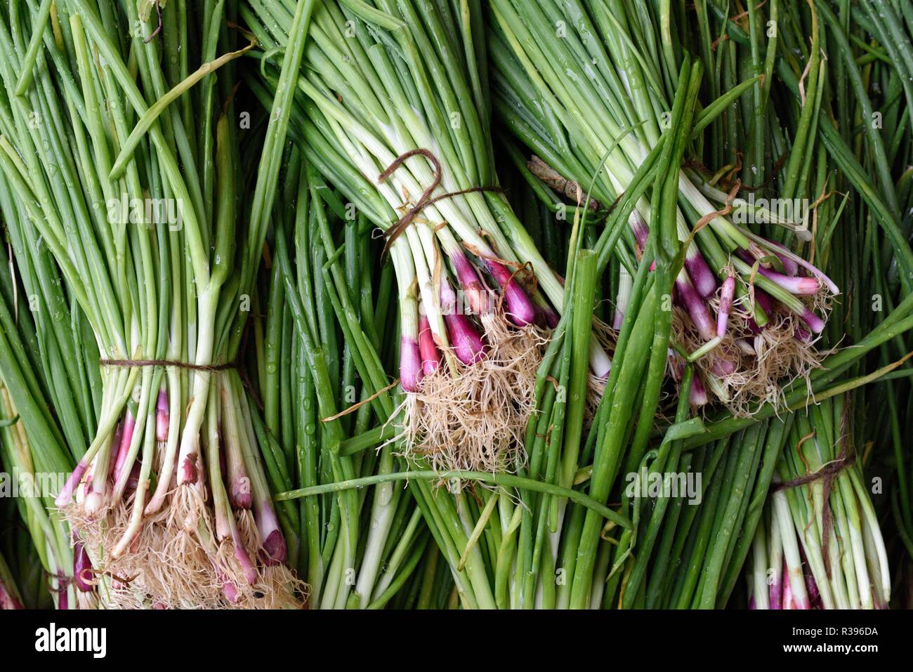 Frisch geerntete indische Grüne Zwiebeln, Frühlingszwiebeln oder Frühlingszwiebeln in einem lokalen Bauernmarkt in Jaipur, Rajasthan, Indien Stockfoto