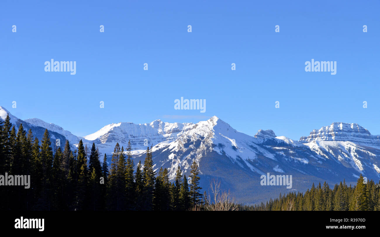 Rocky Mountains erheben sich über den Pinien und einem schönen Hintergrund erstellen Stockfoto