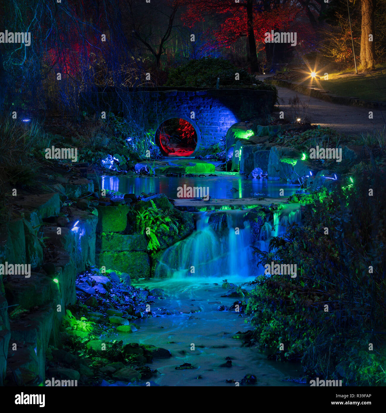 Harrogate, North Yorkshire, UK. 21. November 2018. Wintergarten Beleuchtung drücken Sie die Veranstaltung in RHS Gärten Harlow Carr, Harrogate, North Yorkshire, Vereinigtes Königreich Quelle: Gefangen Light Fotografie begrenzt/Alamy leben Nachrichten Stockfoto