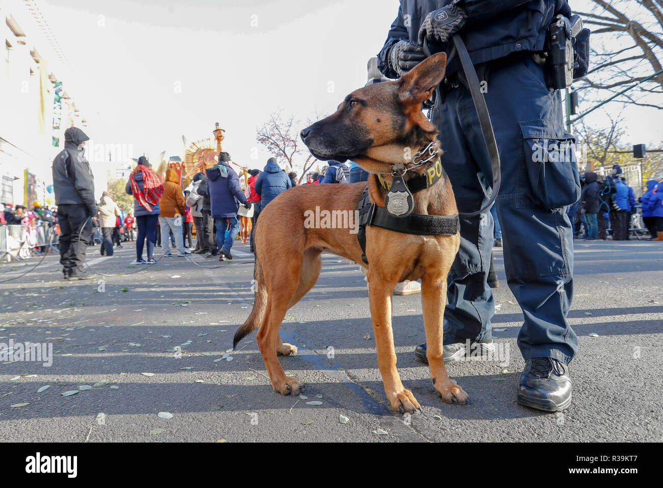 New York, USA. 22 Nov, 2018. Ein polizeihund ist am Ausgangspunkt der 2018 Macy's Thanksgiving Day Parade in New York, USA, an November 22, 2018 gesehen. Trotz der eisigen Kälte und starke Winde, Millionen von Menschen aus New York und um die Welt säumten die Straßen von Manhattan Die Blendenanzeige von Luftballons zu beobachten und schwimmt auf der 92. jährlichen Thanksgiving Day Parade von Macy's anzusehen am Donnerstag. Credit: Li Muzi/Xinhua/Alamy leben Nachrichten Stockfoto