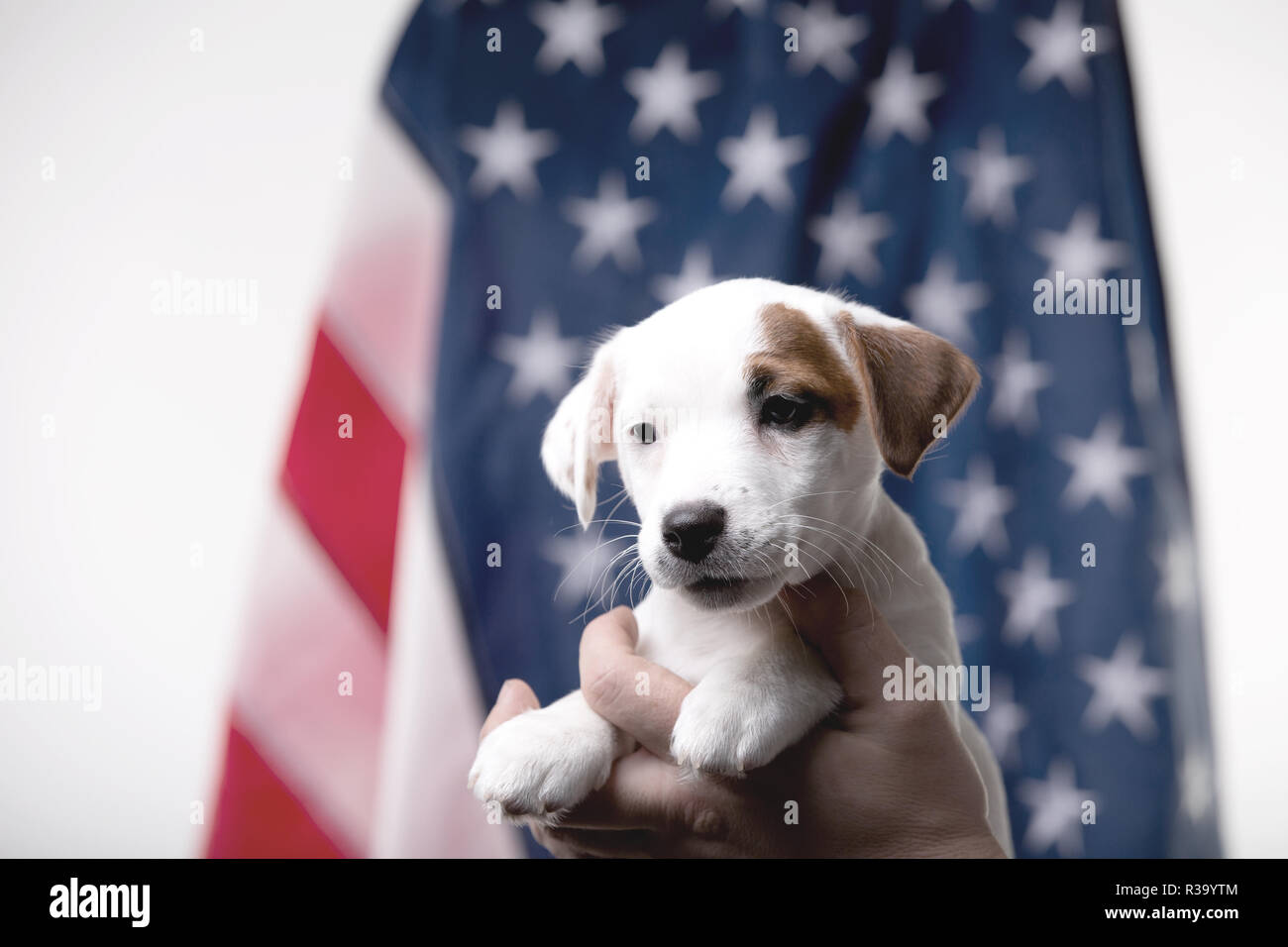 Kleine Welpe mit US-Flagge im Hintergrund Stockfoto