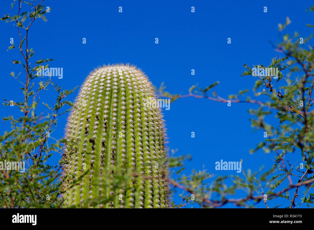 Saguaro Kaktus vor blauem Himmel Stockfoto