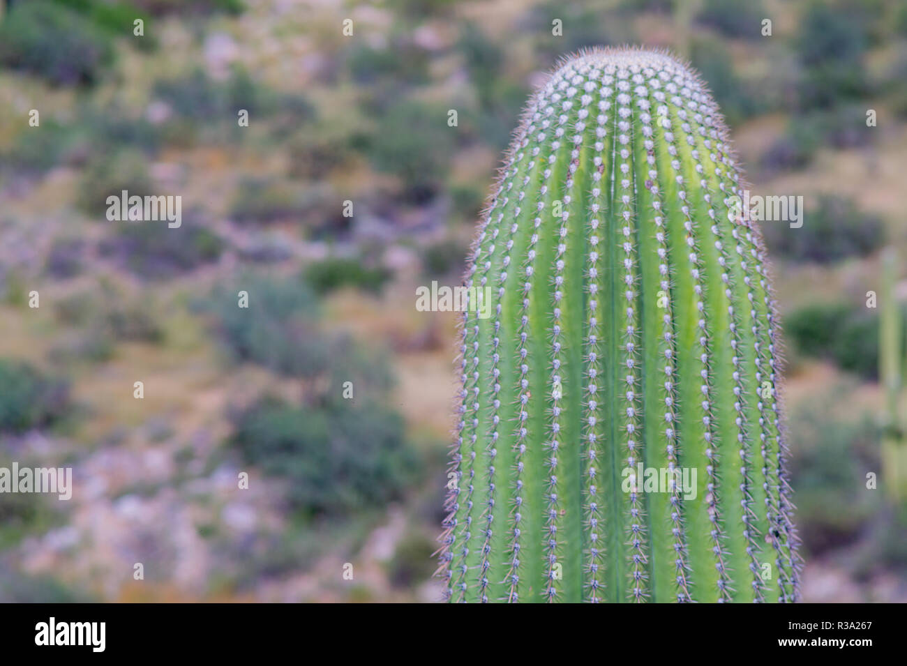 Kakteen in der Wüste von Arizona nach der Monsunzeit Stockfoto