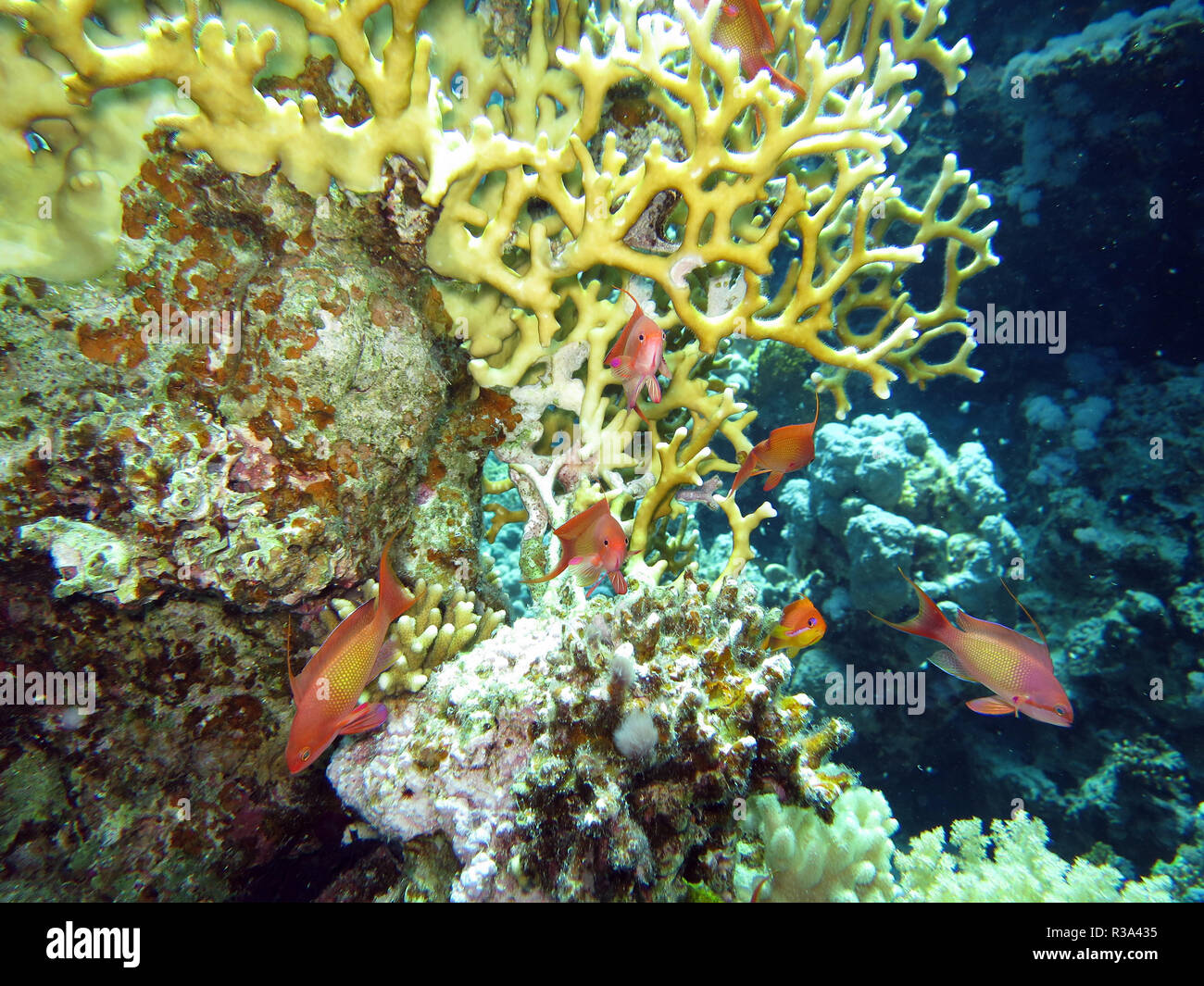 Jewel tilefish bei Power-fire Coral Stockfoto