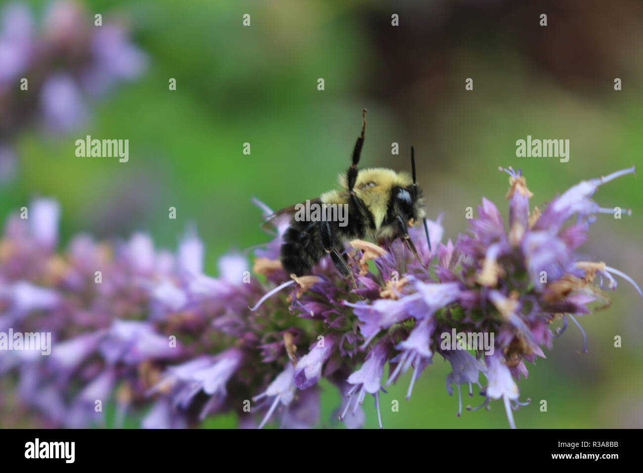 Koreanische Minze Agastache rugosa Blume Blüte. Stockfoto