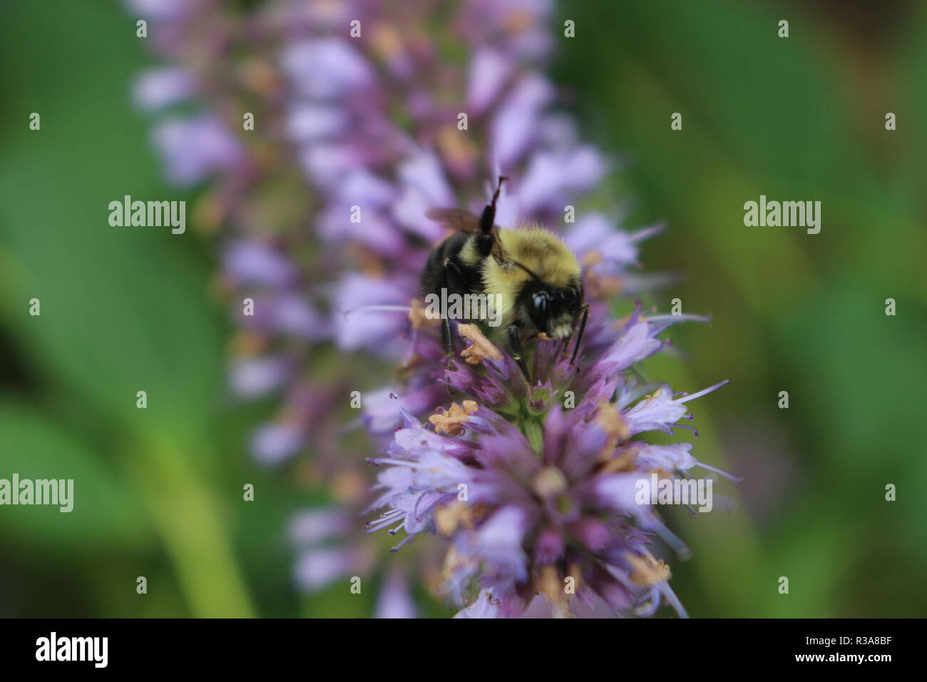 Koreanische Minze Agastache rugosa Blume Blüte. Stockfoto