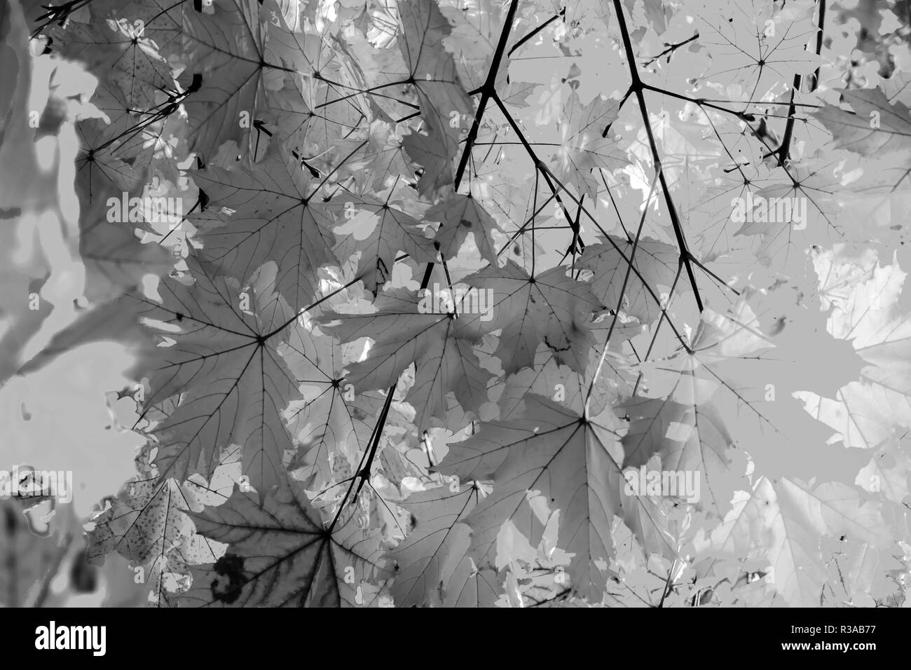 Schwarze und weiße Blätter im Herbst strukturierten Hintergrund sonnigen Licht Stockfoto